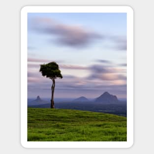 The Lone Tree of Maleny Sticker